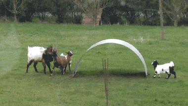 山羊 犄角 草地 玩耍