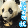 工作 勿扰 熊猫 卡通 可爱