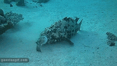 猎奇 石斑鱼 河豚 海底