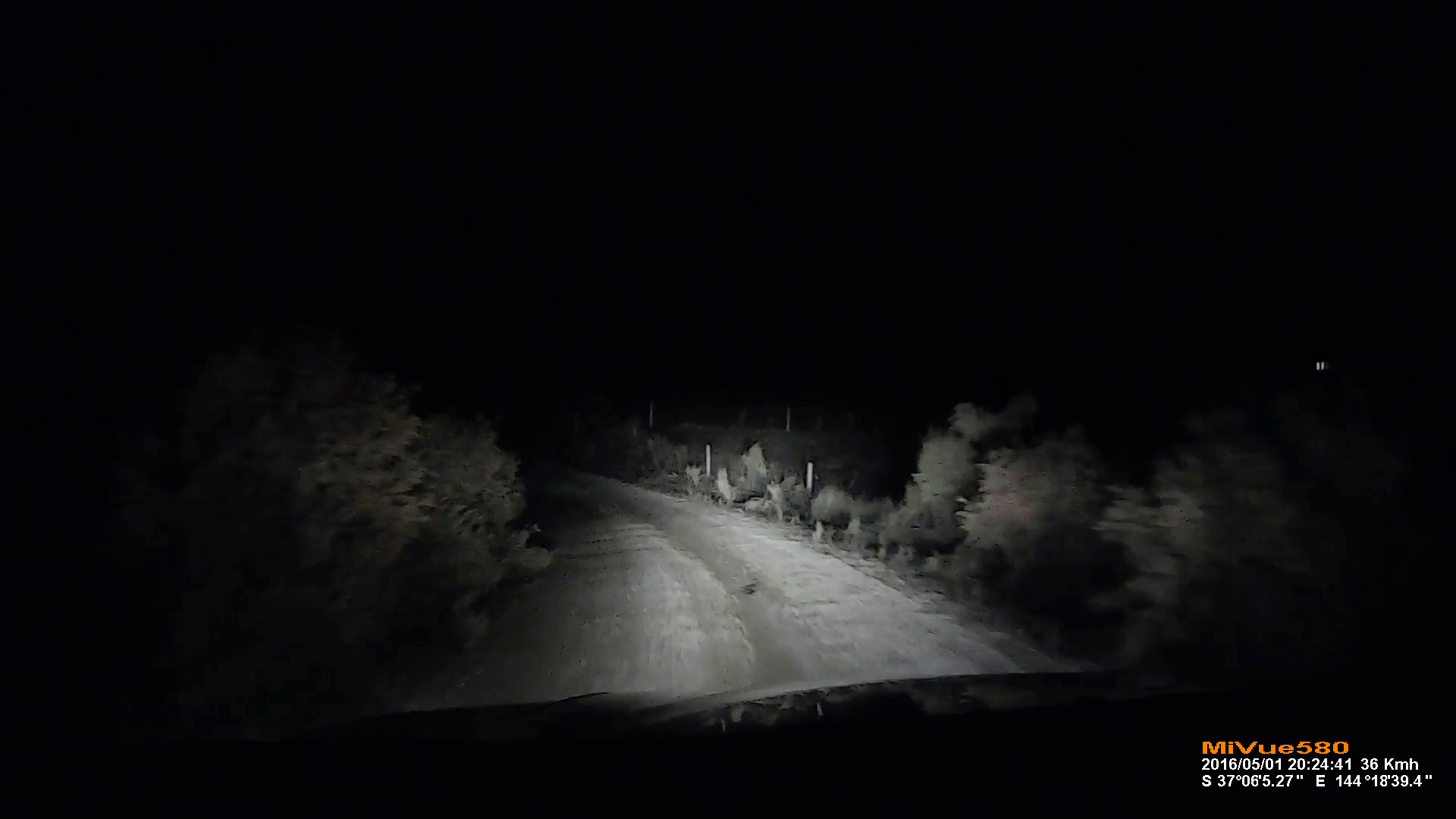 袋鼠 开车 夜晚 马路