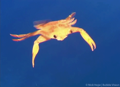 螃蟹 游泳 海洋 呆萌 动物  ocean nature