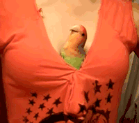 搞笑 鹦鹉 娱乐 雷人