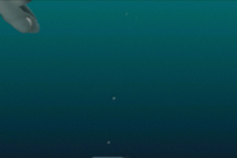 鲸鱼 海底 游泳 泡泡