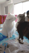 动物 小猫 可爱 搞笑