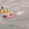 游泳 动物 翅膀 快上去啊
