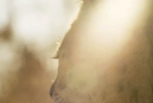 地球脉动 纪录片 美 薮猫 转头 阳光