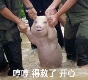 猪猪 斗图 搞笑 可爱 哼哼得救了开心 雨水