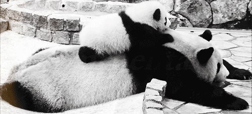 熊猫 摔倒 可爱 搞笑  黑白