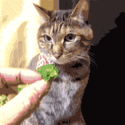 猫 抓住 吃菜