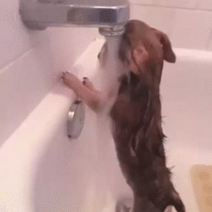 狗狗 水龙头 洗澡 搞笑