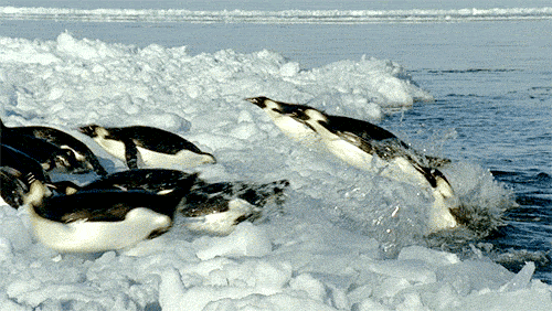 企鹅 penguin 冰川 上岸