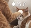 萌宠 喵星人 乖孩子 摸头 搞怪 逗