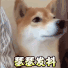 瑟瑟发抖 狗