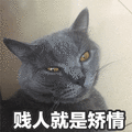 贱人就是矫情 猫