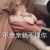 萌宠 猫星人 不亲亲就不理你 生气 呆萌 可爱
