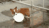 柯基 帽子 玩耍 咬 蠢萌 搞笑 corgi