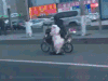 逛街 狗狗 滑板车 有才