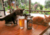 猫 想知道 液体 保持