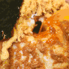 美食 面包 糕点