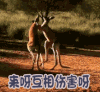 来呀不想伤害呀 袋鼠
