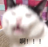 萌宠 猫星人 啊 无奈 呆萌 可爱