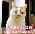 猫咪 萌宠 白毛 小猫咪对你说了句敲里吗