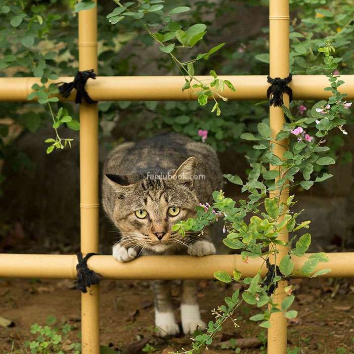猫咪 栏杆 呆萌 注视