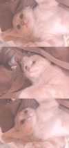 汪星人 喵星人 可爱 壁纸 萌宠