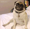 哈巴狗 pug 小狗 可爱