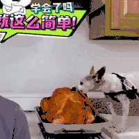 汪星人 狗 搞笑 萌宠 可爱