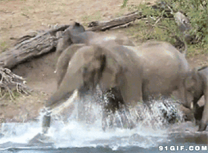 大象 鳄鱼 甩开 挣扎