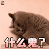 萌宠 猫 什么鬼 拒绝 soogif soogif出品