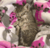 猫星人 猫咪 萌宠 喵星人 可爱