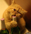 猫猫用嘴咬啤酒盖 猫咪 搞笑 啤酒