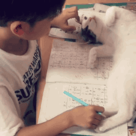 男孩 猫猫 搞笑 写作业