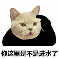 暴漫 猫咪 猫 脑子进水 斗图