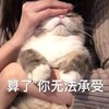 萌宠 喵星人 别看了 你无法承受 憨憨 呆萌