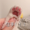 萌宠 猫星人 住手 停下来 搞怪 逗
