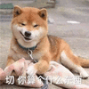 切 什么 东西 狗 可爱 呆萌