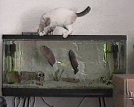 猫咪 鱼儿 惊吓 搞笑