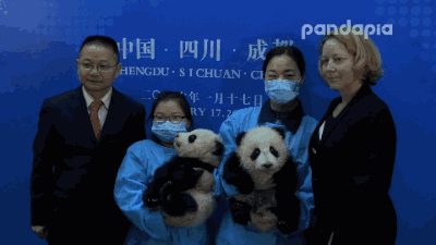 大熊猫 熊猫 国宝 胖达 不老实的猫爪 萌宠 可爱 卖萌 摸