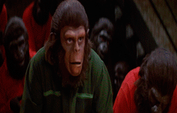 猩球崛起 电影 人猿星球 罗迪麦克道尔大猩猩 凯撒 黑猩猩 波塔