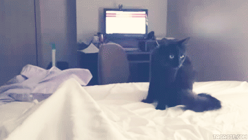 猫咪 挑逗 黑色 可爱