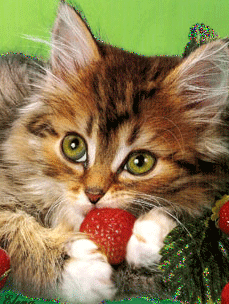 猫咪 眨眼睛 我的草莓 别抢走