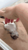 小猫 滚开 挑逗 开心