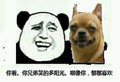 熊猫头 兄弟笑的阳光 郁郁寡欢 斗图 搞笑 猥琐