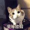 假 猫猫 张望 呆萌 坐等放假 想放假 身体在工作