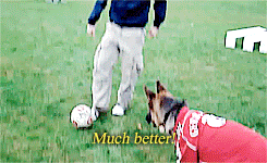 好朋友 训练 狗狗 足球