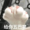 萌宠 喵星人 给你五巴掌 我要打人了 淘气 搞怪