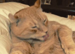 猫咪 可爱 萌萌的
